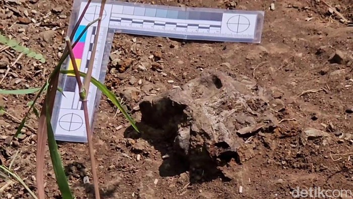Penemuan fosil vertebrata di tepi Sungai Piji, Desa Honggosoco, Kecamatan Jekulo, Kudus, Selasa (4/8/2026).