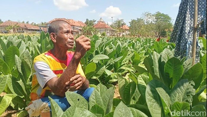Pengelola sawah Pecaton Sadiri (50).