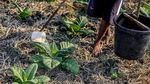 Petani Tembakau di Nganjuk Berbagi Air Sumur Hadapi Kemarau Panjang