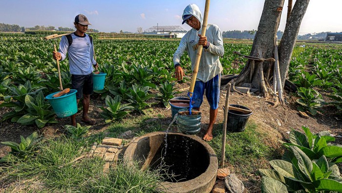 Petani menyiram tanaman tembakau dengan air sumur di Lengkong, Nganjuk, Jawa Timur, Senin (3/8/2026). Sejumlah petani tembakau di kawasan tersebut saling berbagi air sumur untuk menjaga pasokan air irigasi dan mempertahankan produktivitas lahan di tengah terbatasnya ketersediaan air selama musim kemarau yang dipicu El Nino. ANTARA FOTO/Muhammad Mada/nym.
