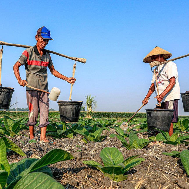 Petani Tembakau di Nganjuk Berbagi Air Sumur Hadapi Kemarau Panjang