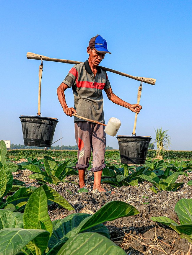 Petani Tembakau di Nganjuk Berbagi Air Sumur Hadapi Kemarau Panjang