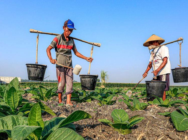 Petani Tembakau di Nganjuk Berbagi Air Sumur Hadapi Kemarau Panjang