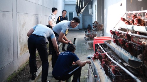 Peternakan ayam petelur di area branggang Lapas Kelas IIB Tabanan. (Dok. Lapas Tabanan)