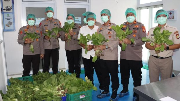 Polda Metro Jaya memanen 82 kg sayur pakcoy dan langsung didistribusikan sebagai bahan baku menu MBG di SPPG Palmerah Polres Metro Jakbar. (dok Istimewa)