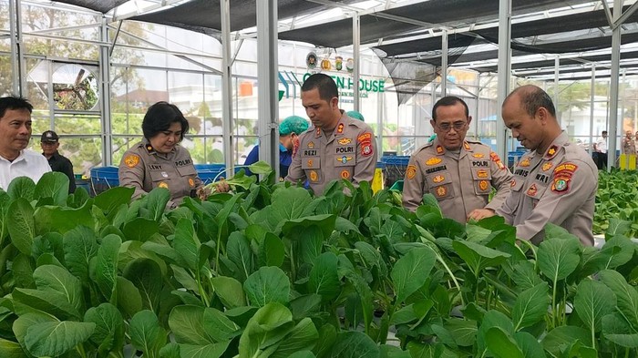 Polda Metro Jaya memanen 82 kg sayur pakcoy dan langsung didistribusikan sebagai bahan baku menu MBG di SPPG Palmerah Polres Metro Jakbar. (dok Istimewa)
