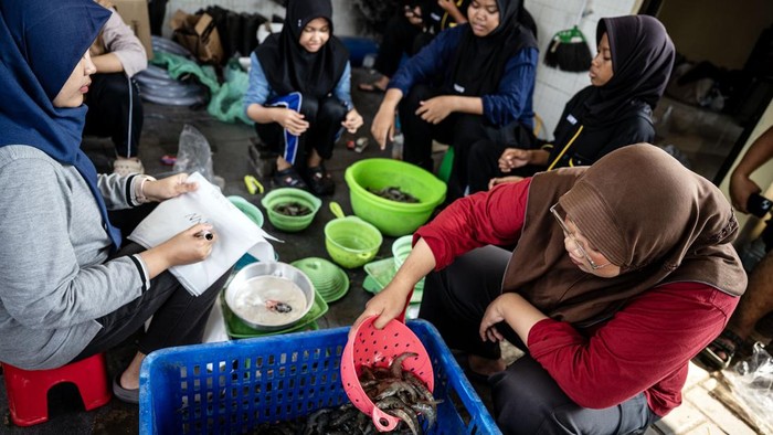 Pekerja memindahkan udang vaname hasil budidaya Loka Perbenihan dan Budi Daya Ikan (PBI) Tugu Dinas Kelautan dan Perikanan Jawa Tengah saat panen di Kawasan Industri Wijayakusuma (KIW), Semarang, Jawa Tengah, Selasa (4/8/2026). Pemerintah Provinsi Jawa Tengah membudidayakan udang vaname di tambak seluas 1.561 meter persegi dengan teknologi sistem tertutup (closed system) yang menghemat penggunaan air sehingga tetap optimal di kawasan industri, dengan target produksi 1,3 ton udang vaname per siklus budidaya selama sekitar 82 hari sebagai upaya meningkatkan produktivitas perikanan budidaya sekaligus menjadi model revitalisasi tambak modern di kawasan Pantura. ANTARA FOTO/Aprillio Akbar/kye