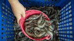 Tambak Modern Udang Vaname Hadirkan Solusi Budi Daya Efisien