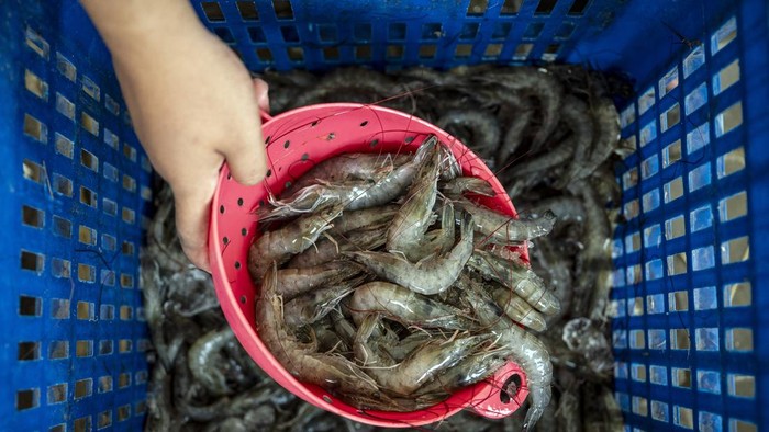 Pekerja memindahkan udang vaname hasil budidaya Loka Perbenihan dan Budi Daya Ikan (PBI) Tugu Dinas Kelautan dan Perikanan Jawa Tengah saat panen di Kawasan Industri Wijayakusuma (KIW), Semarang, Jawa Tengah, Selasa (4/8/2026). Pemerintah Provinsi Jawa Tengah membudidayakan udang vaname di tambak seluas 1.561 meter persegi dengan teknologi sistem tertutup (closed system) yang menghemat penggunaan air sehingga tetap optimal di kawasan industri, dengan target produksi 1,3 ton udang vaname per siklus budidaya selama sekitar 82 hari sebagai upaya meningkatkan produktivitas perikanan budidaya sekaligus menjadi model revitalisasi tambak modern di kawasan Pantura. ANTARA FOTO/Aprillio Akbar/kye