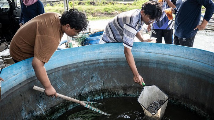 Pekerja memindahkan udang vaname hasil budidaya Loka Perbenihan dan Budi Daya Ikan (PBI) Tugu Dinas Kelautan dan Perikanan Jawa Tengah saat panen di Kawasan Industri Wijayakusuma (KIW), Semarang, Jawa Tengah, Selasa (4/8/2026). Pemerintah Provinsi Jawa Tengah membudidayakan udang vaname di tambak seluas 1.561 meter persegi dengan teknologi sistem tertutup (closed system) yang menghemat penggunaan air sehingga tetap optimal di kawasan industri, dengan target produksi 1,3 ton udang vaname per siklus budidaya selama sekitar 82 hari sebagai upaya meningkatkan produktivitas perikanan budidaya sekaligus menjadi model revitalisasi tambak modern di kawasan Pantura. ANTARA FOTO/Aprillio Akbar/kye