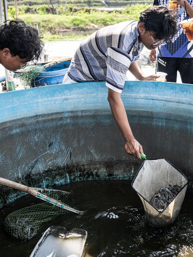 Tambak Modern Udang Vaname Hadirkan Solusi Budi Daya Efisien
