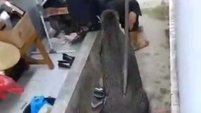 Tangkapan layar babi seruduk warga di Kuningan