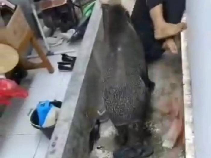 Tangkapan layar babi seruduk warga di Kuningan