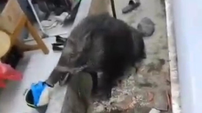 Tangkapan layar babi seruduk warga di Kuningan