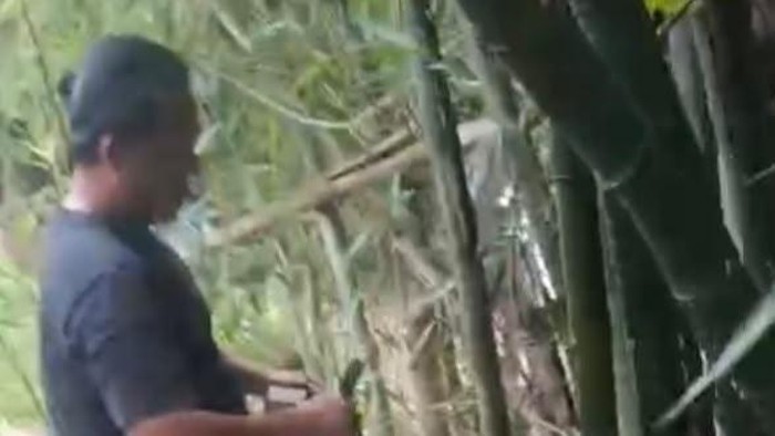Polisi saat menemukan paket nakoba disembunyikan di pohon bambu.