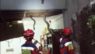 Ngeri! 3 Sanca Besar 'Bersarang' di Plafon Rumah Warga Jaksel