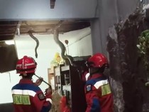 4 Aroma yang Mengundang Ular Masuk ke Dalam Rumah