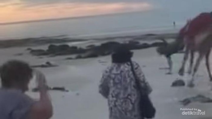 Unta Mengamuk, Sampai-sampai Bikin Turis Terlempar dan Menghantam Pasir