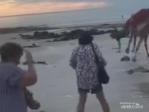 Unta Mengamuk, Sampai-sampai Bikin Turis Terlempar dan Menghantam Pasir