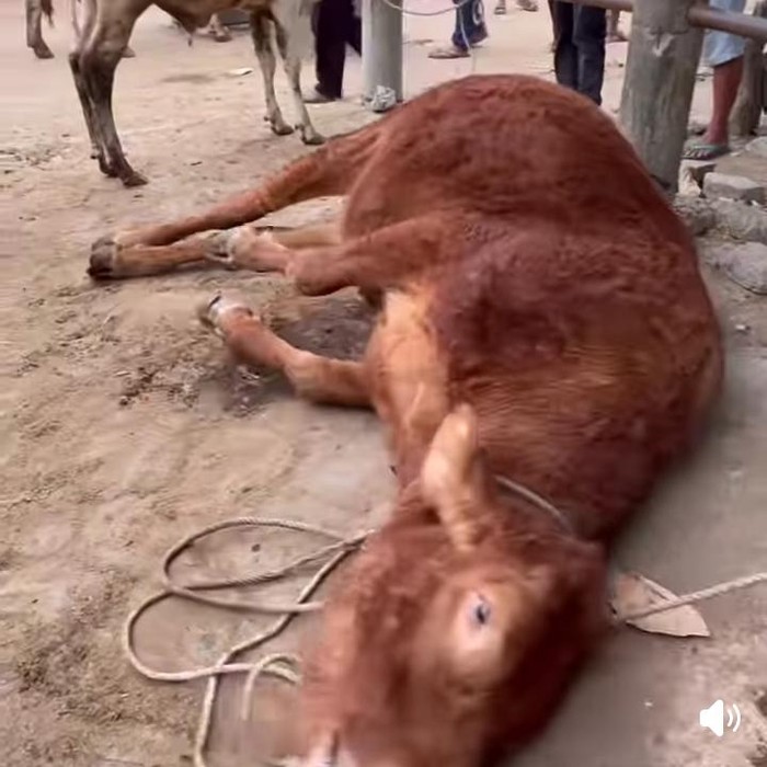 Penampakan sapi yang mendadak ambruk di Pasar Prambanan, Klaten, Selasa (4/8/2026).