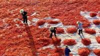 Hamparan cabai merah memenuhi area penjemuran di Kota Bozhou, Provinsi Anhui, China, saat para petani memasuki musim panen pada awal Agustus 2026.  VCG via Getty Images/VCG