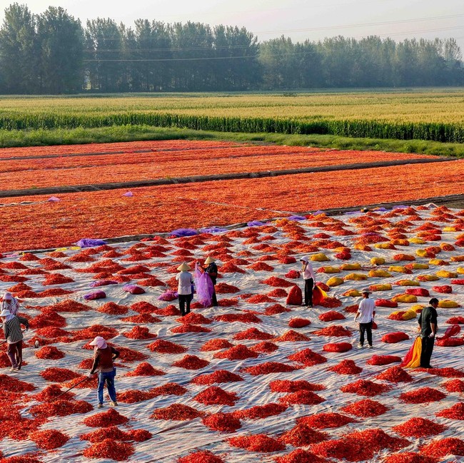 Cuaca Cerah Dimanfaatkan Petani China untuk Olah Hasil Panen Cabai