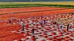 Cuaca Cerah Dimanfaatkan Petani China untuk Olah Hasil Panen Cabai