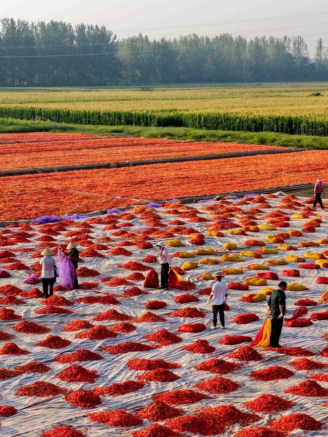 Cuaca Cerah Dimanfaatkan Petani China untuk Olah Hasil Panen Cabai