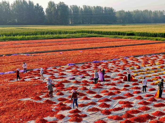 Cuaca Cerah Dimanfaatkan Petani China untuk Olah Hasil Panen Cabai Aerial view of farmers drying harvested chili peppers in the sun on August 4, 2026 in Bozhou, Anhui Province of China. Chili peppers planted have entered their harvest season, and farmers are working to pick, dry, sort and supply the produce to markets during the sunny summer weather. (Photo by VCG/VCG via Getty Images)