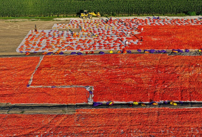 Cuaca Cerah Dimanfaatkan Petani China untuk Olah Hasil Panen Cabai Aerial view of farmers drying harvested chili peppers in the sun on August 4, 2026 in Bozhou, Anhui Province of China. Chili peppers planted have entered their harvest season, and farmers are working to pick, dry, sort and supply the produce to markets during the sunny summer weather. (Photo by VCG/VCG via Getty Images)