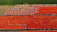 Dari udara, ribuan cabai tampak tersusun rapi membentuk hamparan berwarna merah menyala. Setelah dipetik dari lahan pertanian, hasil panen dijemur di bawah sinar matahari agar kadar airnya berkurang sehingga kualitasnya tetap terjaga selama penyimpanan maupun pengiriman. VCG via Getty Images/VCG