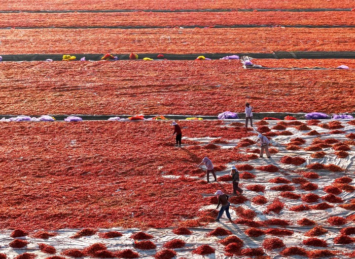 Cuaca Cerah Dimanfaatkan Petani China untuk Olah Hasil Panen Cabai Aerial view of farmers drying harvested chili peppers in the sun on August 4, 2026 in Bozhou, Anhui Province of China. Chili peppers planted have entered their harvest season, and farmers are working to pick, dry, sort and supply the produce to markets during the sunny summer weather. (Photo by VCG/VCG via Getty Images)