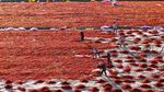Cuaca Cerah Dimanfaatkan Petani China untuk Olah Hasil Panen Cabai