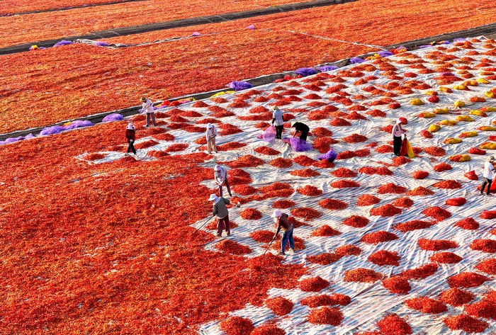 Cuaca Cerah Dimanfaatkan Petani China untuk Olah Hasil Panen Cabai Aerial view of farmers drying harvested chili peppers in the sun on August 4, 2026 in Bozhou, Anhui Province of China. Chili peppers planted have entered their harvest season, and farmers are working to pick, dry, sort and supply the produce to markets during the sunny summer weather. (Photo by VCG/VCG via Getty Images)
