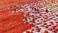 Memanfaatkan cuaca yang mendukung, para petani bekerja sejak pagi untuk memanen, menjemur, menyortir, hingga mengemas cabai. Seluruh tahapan tersebut dilakukan secara berurutan agar hasil panen dapat segera dipasarkan dalam kondisi optimal. VCG via Getty Images/VCG