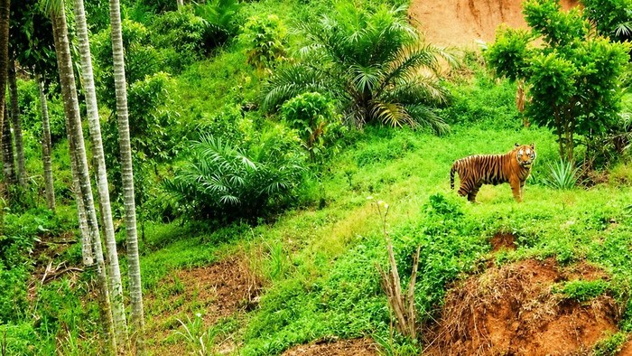 Harimau berkeliaran di Desa Pante Kera, Kecamatan Simpang Jernih, Aceh Timur. (Dok Polres Aceh Timur)
