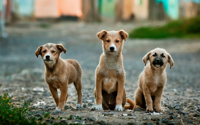 Ilustrasi anjing, hewan yang bisa memprediksi bencana.