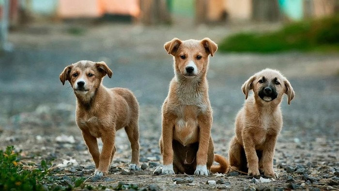 Ilustrasi anjing, hewan yang bisa memprediksi bencana.