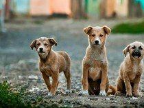 Alasan Pemda Jogja Terbitkan Perda Larangan Jual Beli Daging Anjing