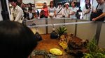 Kura-kura Raksasa Curi Perhatian di Pameran Satwa Eksotis Hong Kong