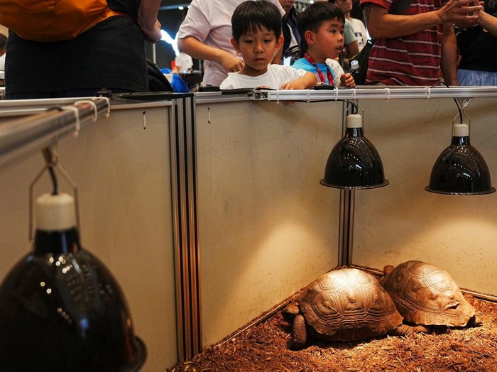 Participants interact with giant tortoises at the 