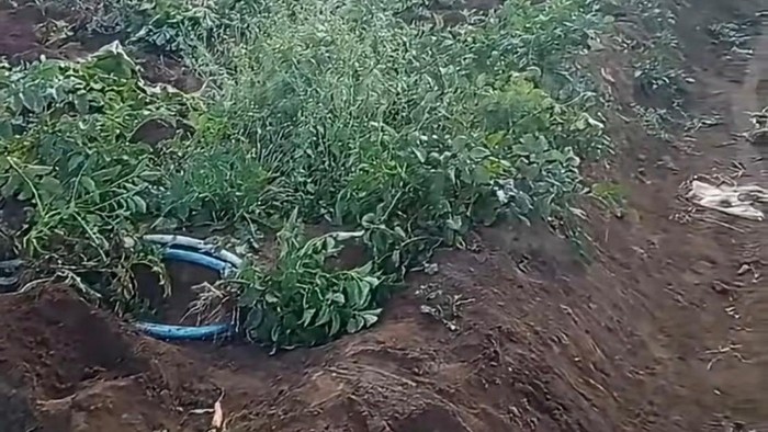 Penampakan lahan petani kentang Sumberbrantas Kota Batu usai diacak-acak maling