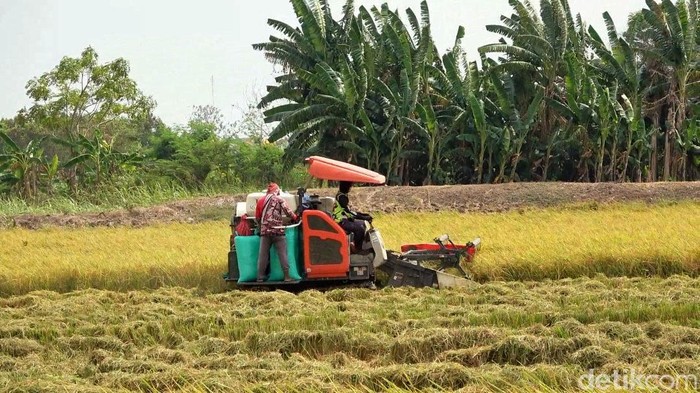 Musi panen padi di Lamongan