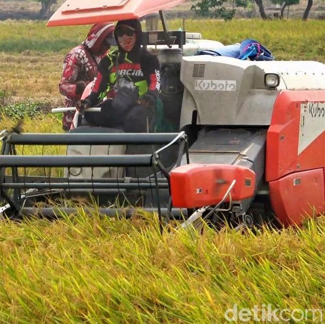 Gabah Tembus Rp 8.200/Kg, Petani Lamongan Semringah