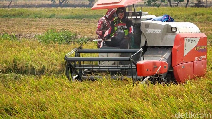 Musi panen padi di Lamongan