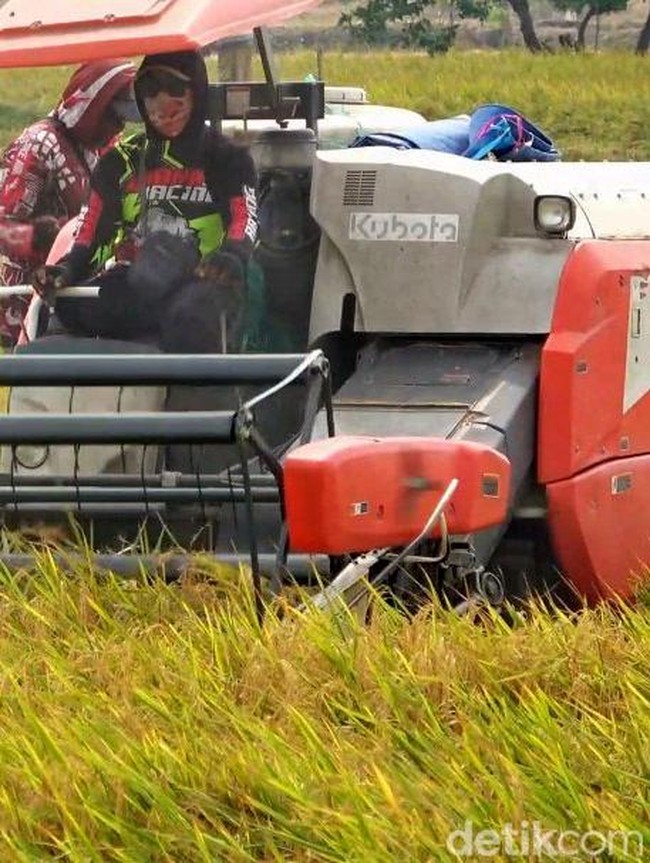 Gabah Tembus Rp 8.200/Kg, Petani Lamongan Semringah