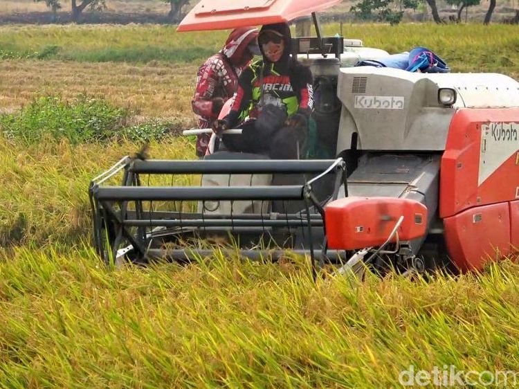 Gabah Tembus Rp 8.200/Kg, Petani Lamongan Semringah
