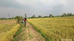Gabah Tembus Rp 8.200/Kg, Petani Lamongan Semringah