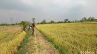 Salah seorang petani di Desa Tambakrigadung, Kecamatan Tikung, Nasri mengatakan, harga gabah saat ini menjadi yang tertinggi dibandingkan musim panen sebelumnya.