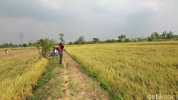 Musi panen padi di Lamongan